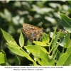 euphydryas maturna female1